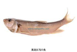 黑龍江馬口魚