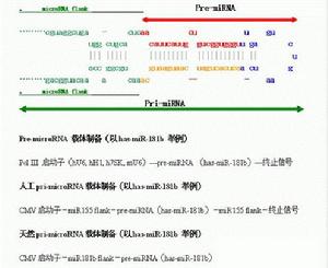 microRNA