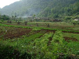 塘上自然村[雲南省丘北縣天星鄉籠陶村民委員會塘上村]