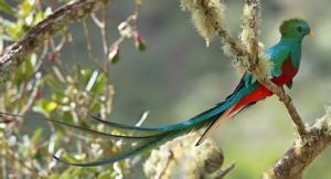 Resplendent quetzal