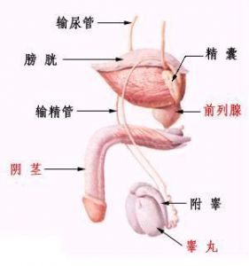 輸精管缺如