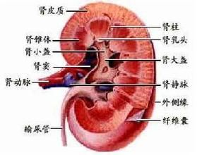 腎盂腫瘤和輸尿管腫瘤