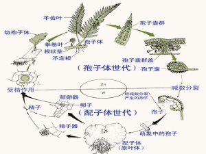 世代交替