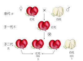 孟德爾分離定律