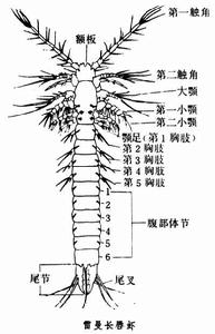 須蝦綱