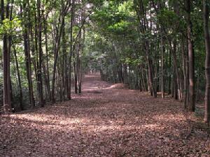 河洑國家森林公園