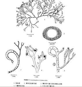 窄皮仙菜