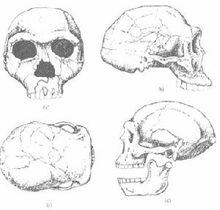 直立人頭骨特徵
