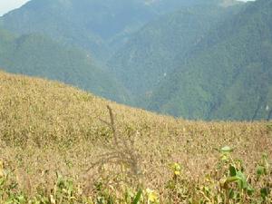 臘戶都村玉米種植