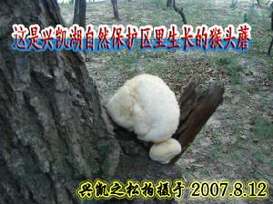 猴頭蘑