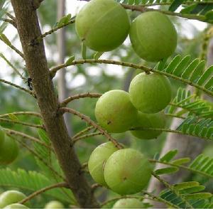 中國數字植物標本館