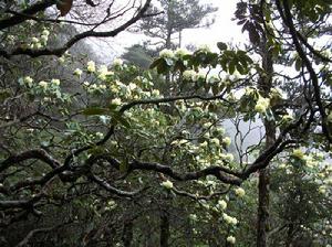 蒼山野生杜鵑花