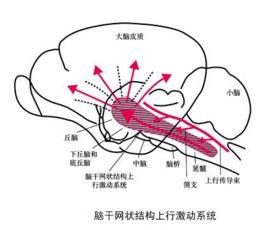 網狀結構