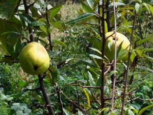 小拉日自然村特色產業－經果種植