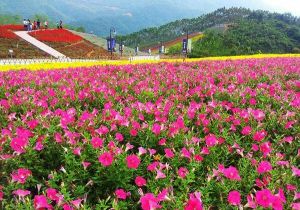 瑪琪雅朵花海