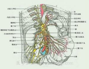 腹腔叢