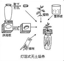 無土栽培