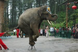 貴陽森林野生動物園