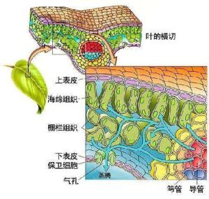 蒸發蒸騰