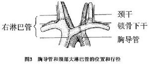 頸部開放性損傷