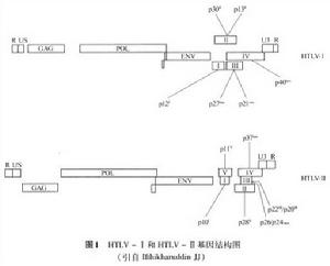 人類T淋巴細胞病毒感染