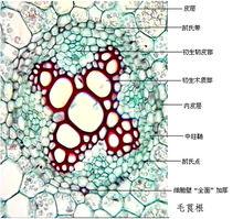 雙子葉植物初生結構