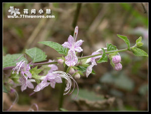 短梗三花蕕