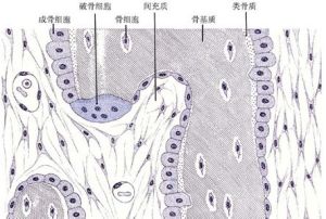 膜內成骨