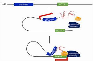 長非編碼rna