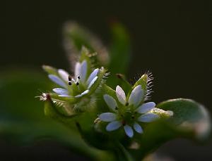 （圖）藍繁縷