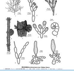 膠串珠藻原變種