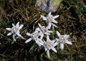 山野火絨草