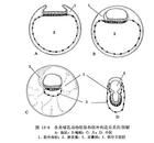 動物胚胎學