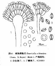 異冠裸胞殼