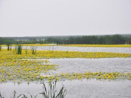 哈爾濱市呼蘭河口濕地公園景區