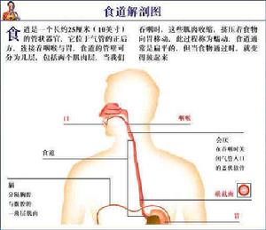 氣管