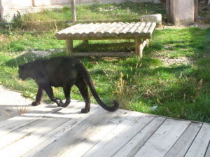 大青山野生動物園 