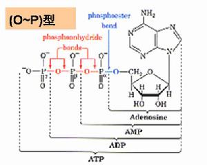 高能磷酸鍵