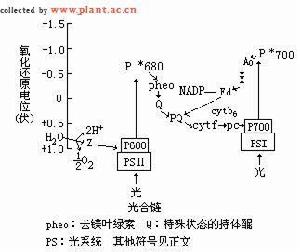 光合鏈