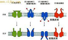 幾種不同的門控離子通道