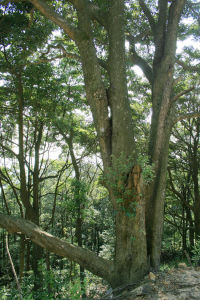 東莞潤楠