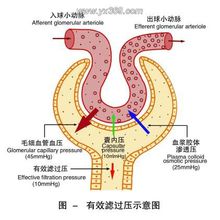 腎小球