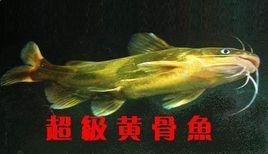 超雄黃骨魚