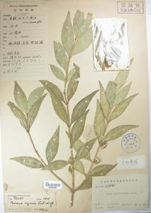 長葉黃楊 Buxus megistophylla 標本