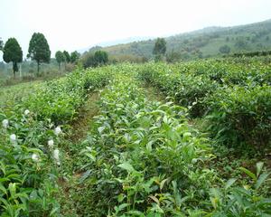 （圖）滿山綠茶 