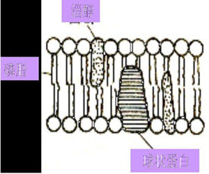 不完全蛋白質