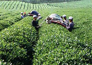 河西園茶