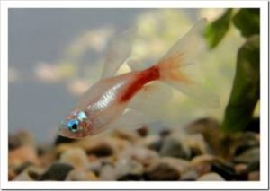 Neon tetra