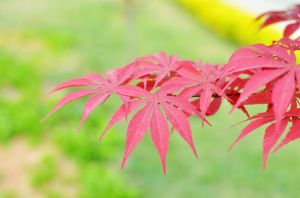 雞爪槭（原變種）