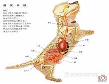 狗的消化系統